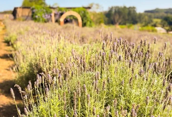 Sítio A Morada - Lavandário