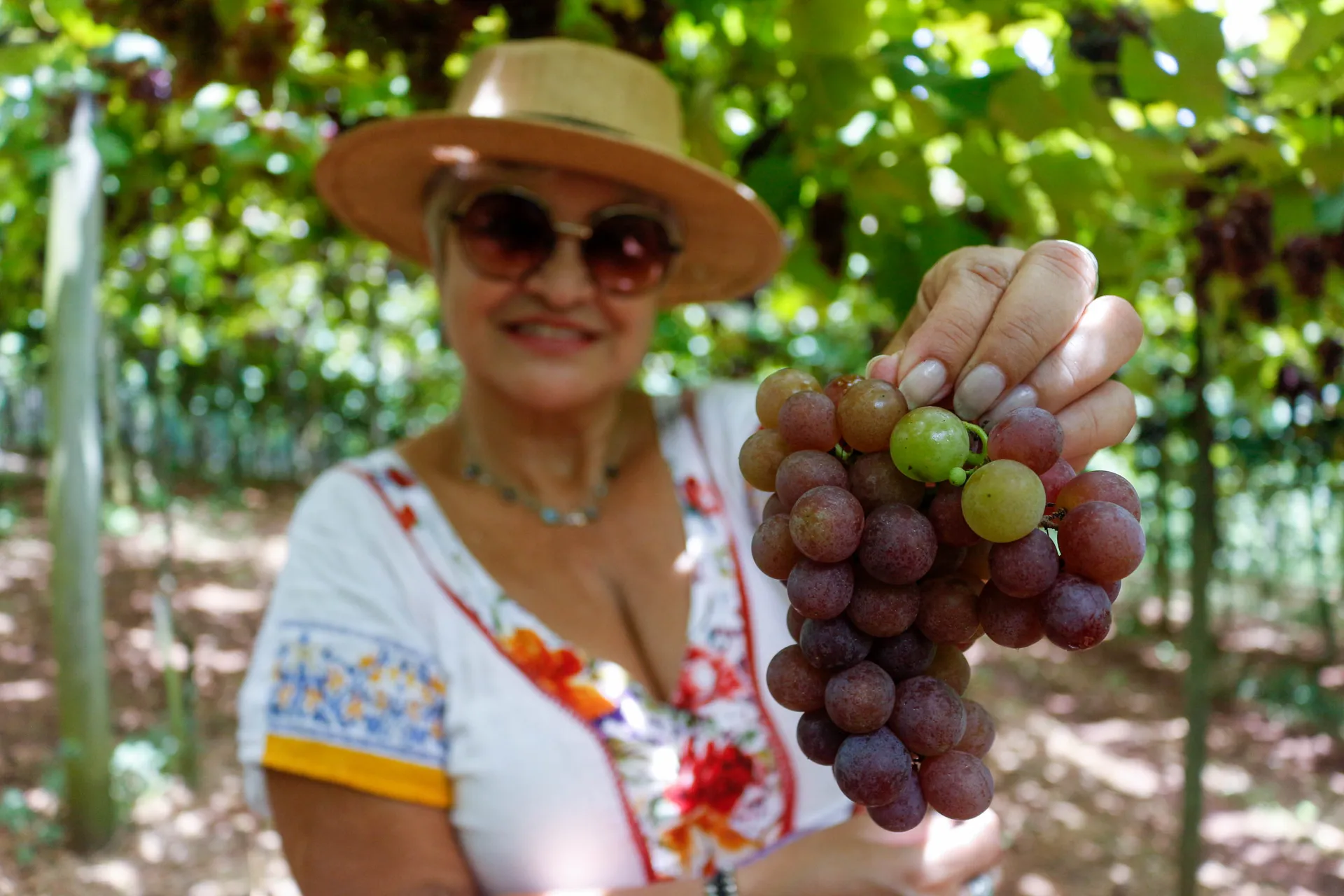 cachos de uva na mão de uma mulher